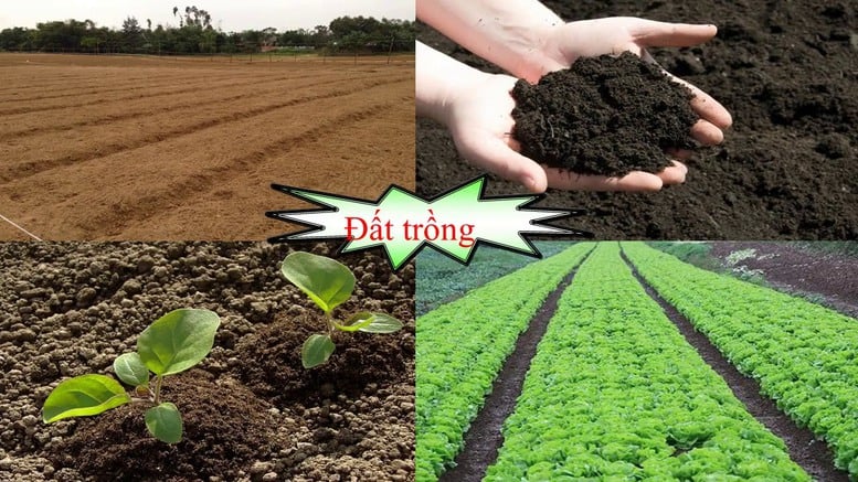 Det är nödvändigt att snart utfärda en uppsättning kriterier för  Cần sớm ban hành bộ tiêu chí 'sức khỏe đất lúa'- Ảnh 1.