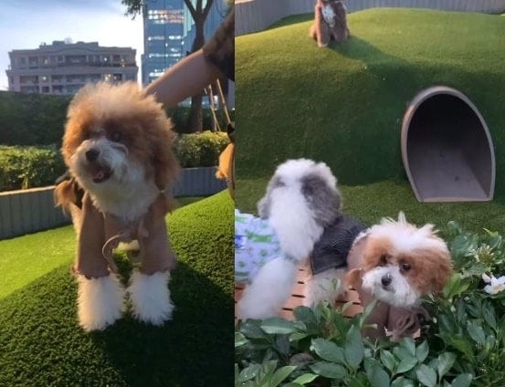 Hosté si mohou vzít své domácí mazlíčky, aby si hráli v areálu Roof Park.