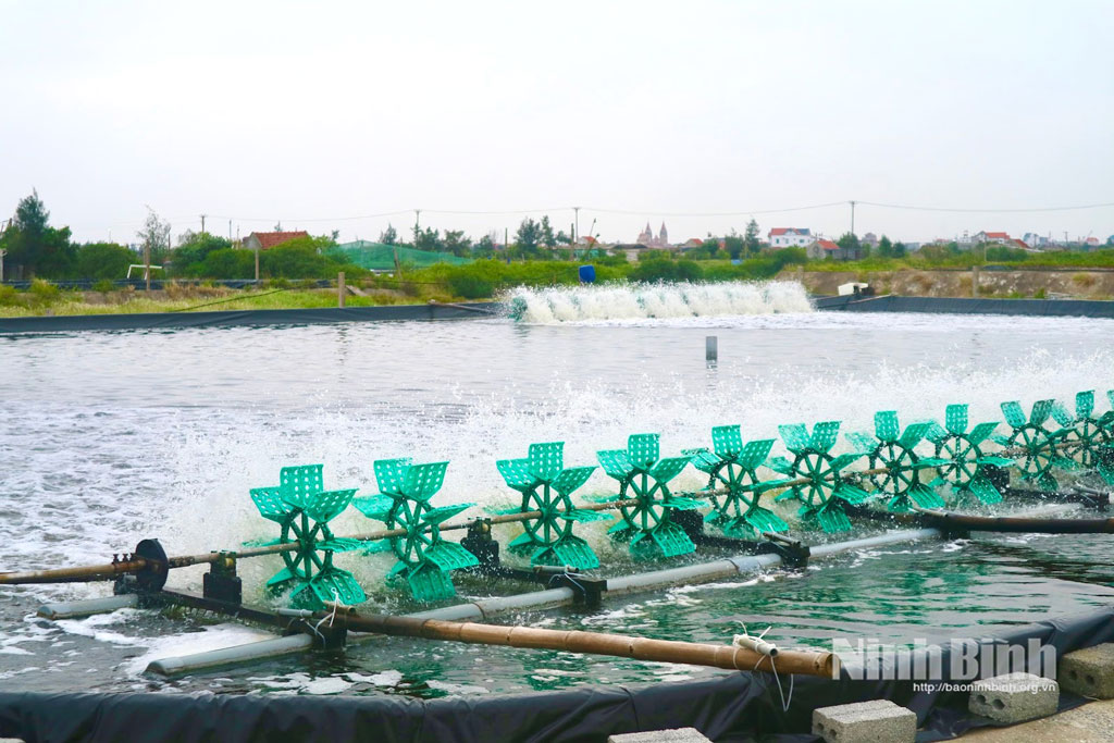 Industriell rekeoppdrettsmodell i Hai Xuan kommune i Ninh Binh-provinsen gir høy inntektseffektivitet.