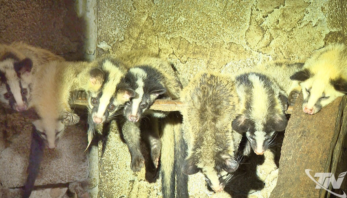 Die Fleckenmusang ist ein besonderes Haltungstier, ihre Zucht und Aufzucht wird von den Behörden streng überwacht.