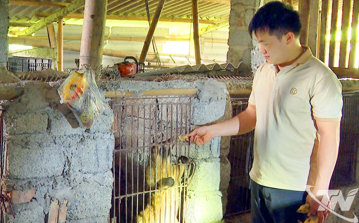 Zibetzuchtmodell von Herrn Hoang Van Linh im Dorf Pac Chi, Gemeinde Thuong Minh