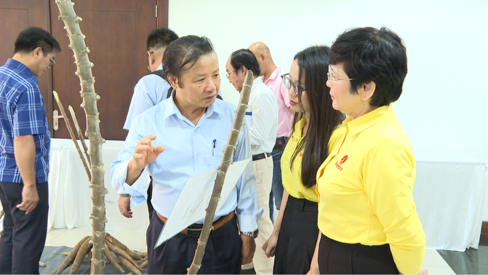 GS. TS. Lê Huy Hàm giới thiệu các giống sắn mới được nghiên cứu tại Dự án nghiên cứu ứng dụng chỉ thị phân tử trong phát triển giống sắn có khả năng kháng bệnh khảm lá, kiểu hình thân thẳng, hàm lượng tinh bột ổn định và năng suất cao.
