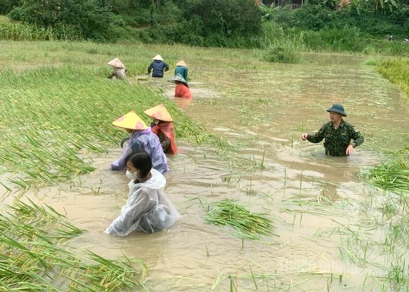 សមាជិកសម្ព័ន្ធយុវជន និងកងកម្លាំងមុខងារឃុំ Hoa An ឧបត្ថម្ភប្រជាជនច្រូតស្រូវនៅភូមិ Ha Dong។