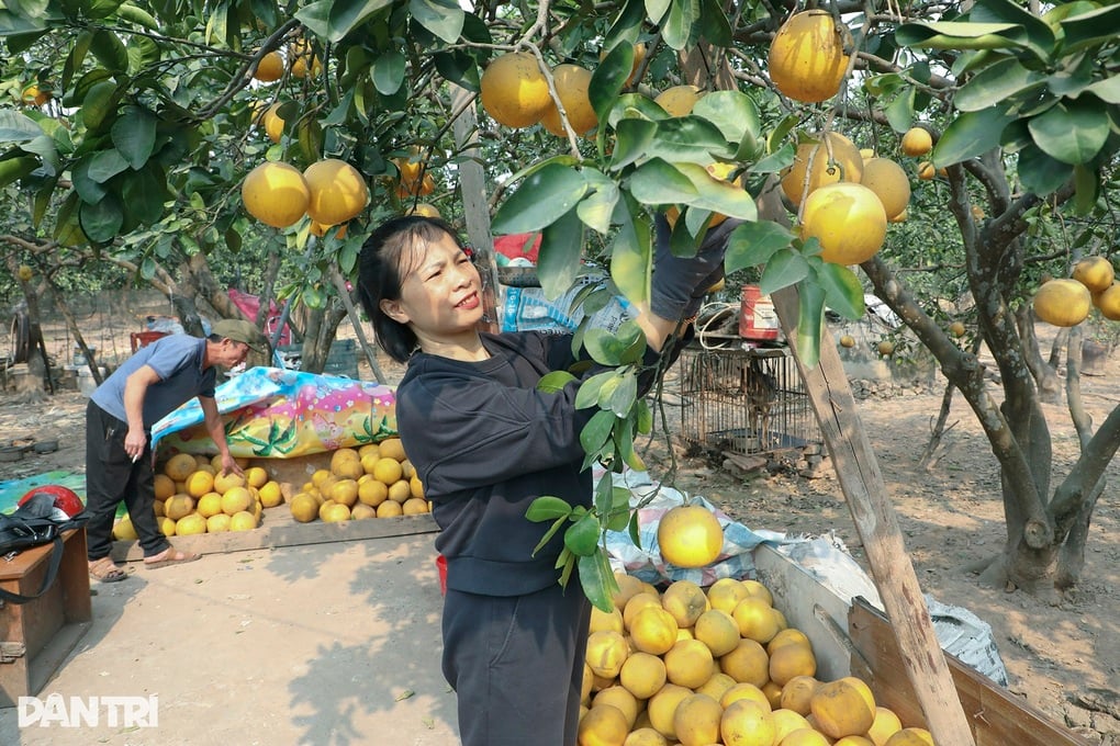 Loại quả trong nhóm tốt nhất thế giới được trồng khắp Việt Nam - 1