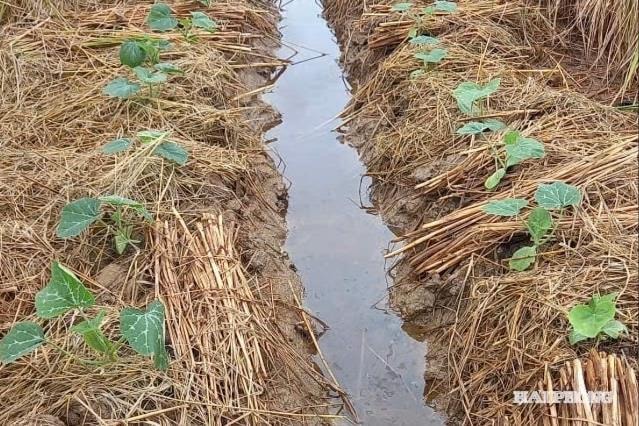 Hải Phòng đặt mục tiêu tăng diện tích gieo trồng cây vụ đông