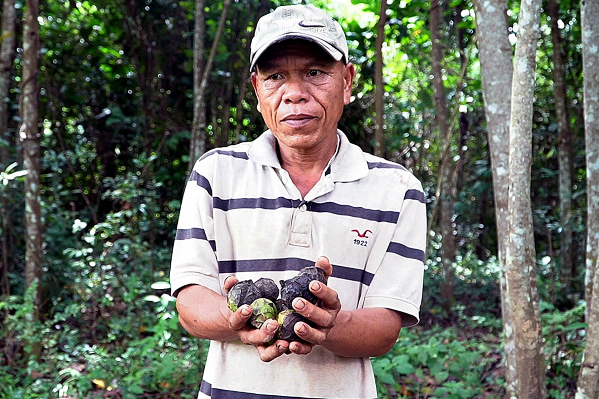 Skörd av tungfrukt i skogen - Foto: L.A