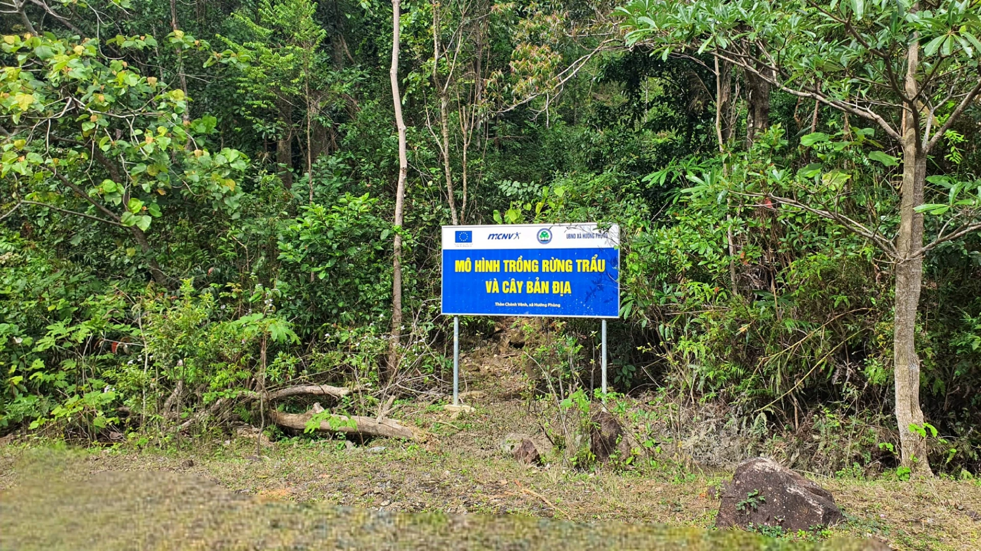 Modell av plantering av tungträd och inhemska träd som stöds av MCNV i Huong Phung kommun - Foto: L.A