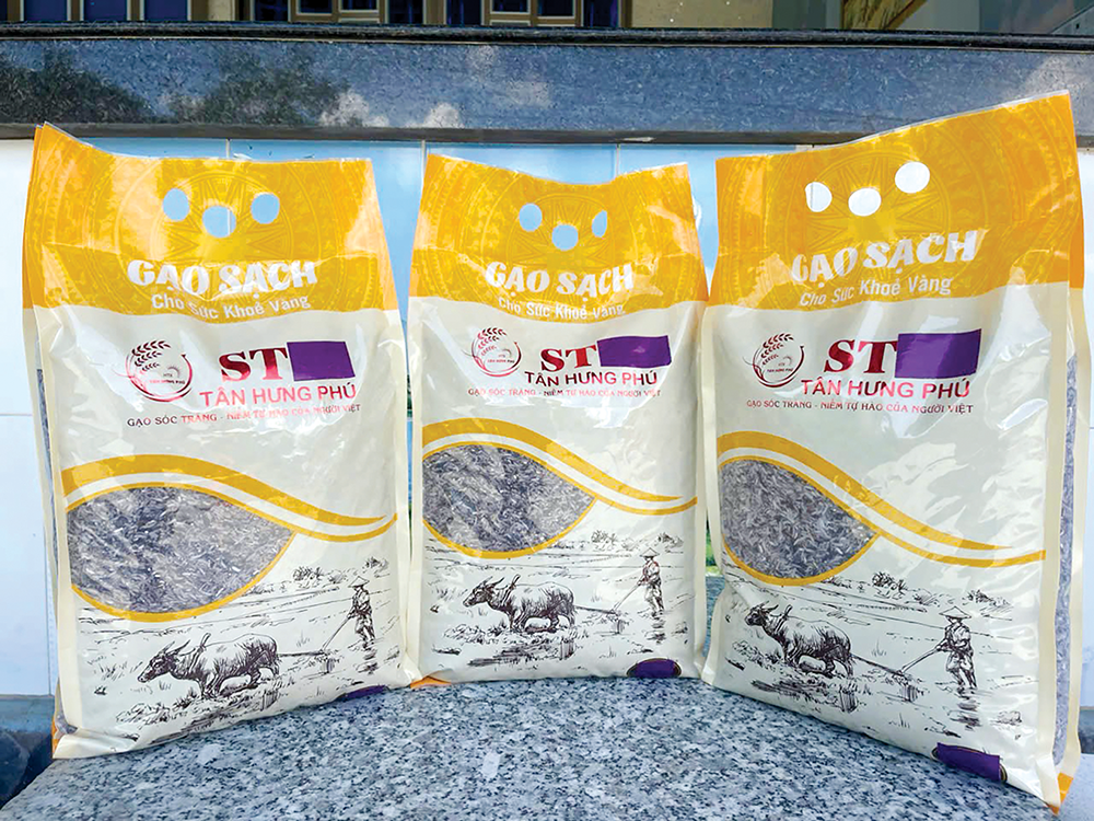 A eficácia da ligação entre o cultivo de arroz roxo e verde