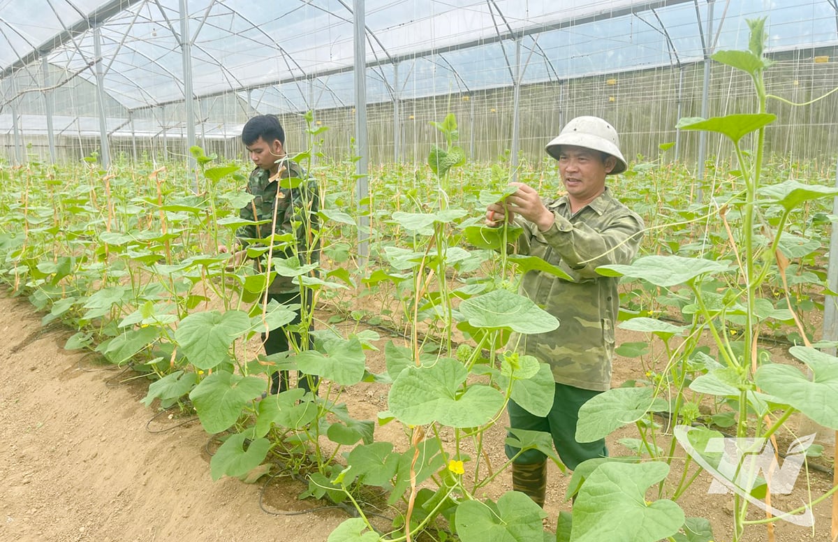 សមាជិកសហករណ៍ Dai Ha ឃុំ Bach Thong អនុវត្តបច្ចេកវិទ្យាក្នុងផលិតកម្ម។