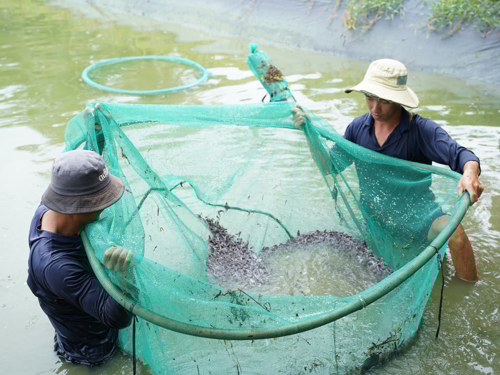 កសិដ្ឋានគ្រួសាររបស់លោក Liem កំពុងផ្តល់សាច់ត្រីដល់គ្រួសារវារីវប្បកម្មជាច្រើននៅតំបន់លោកខាងលិច។