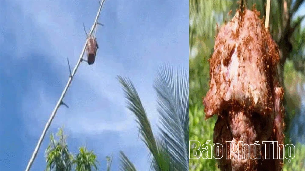 Сира яловичина з укусами мурах – дивна страва гір та лісів Там Дао