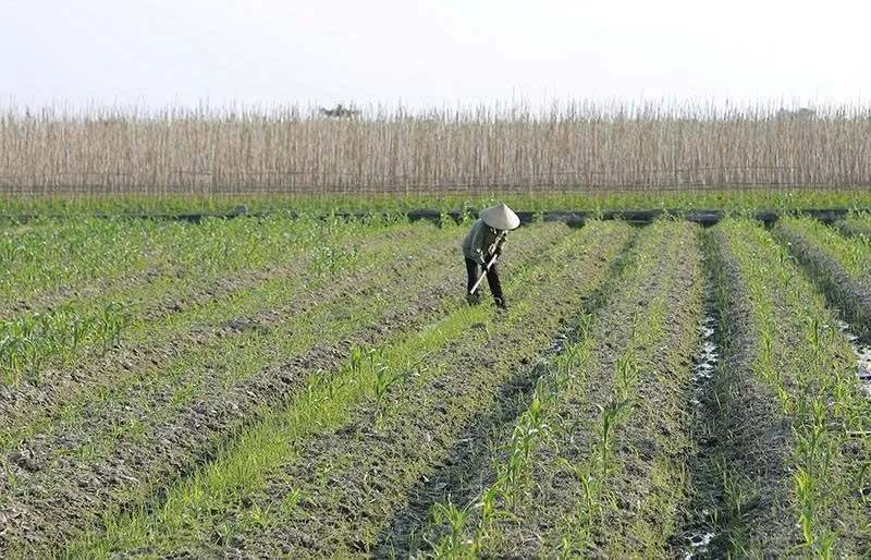 Επιτάχυνση της προόδου φύτευσης χειμερινών καλλιεργειών