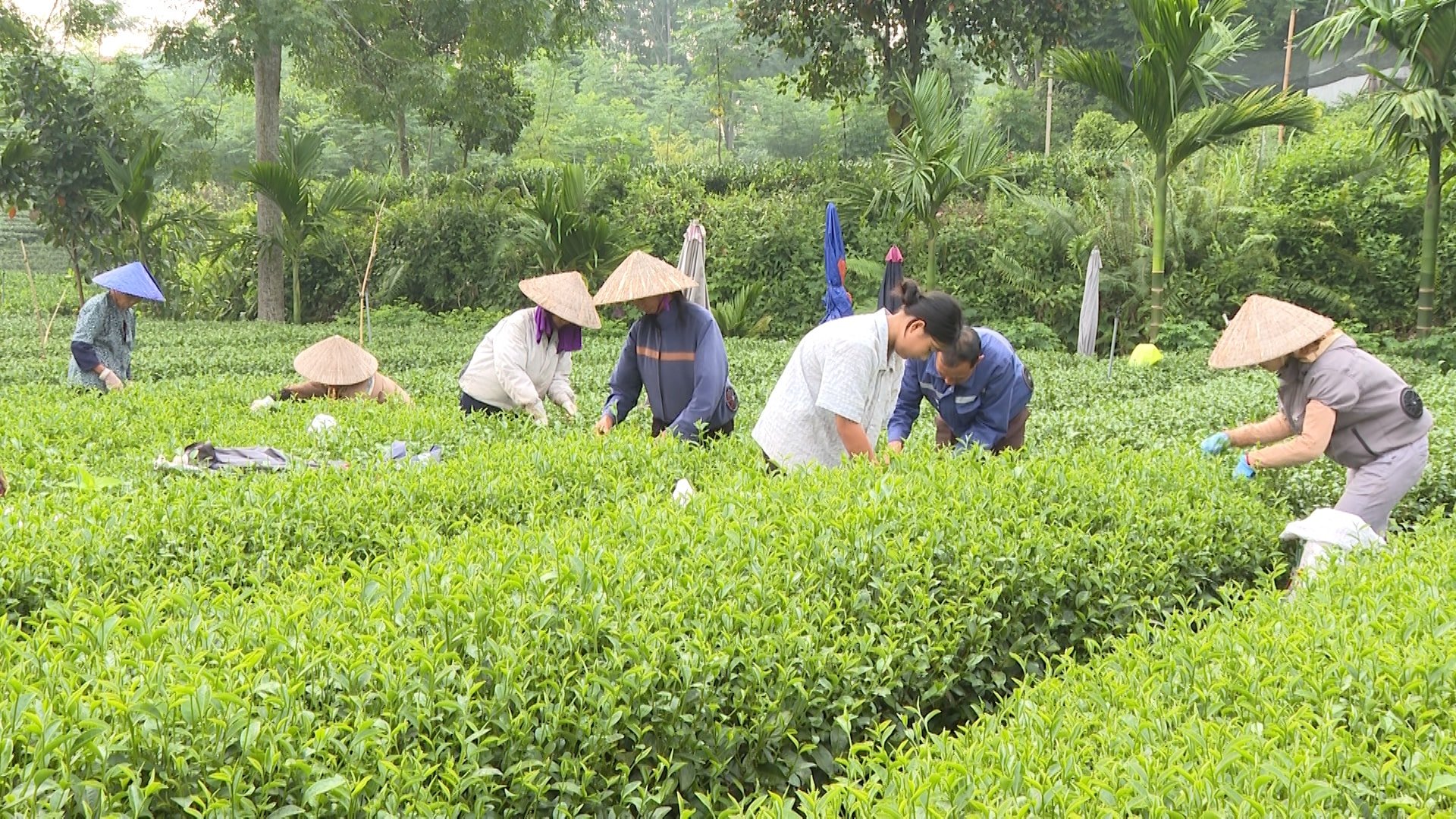 គំរូគំនូរចម្ងាយ