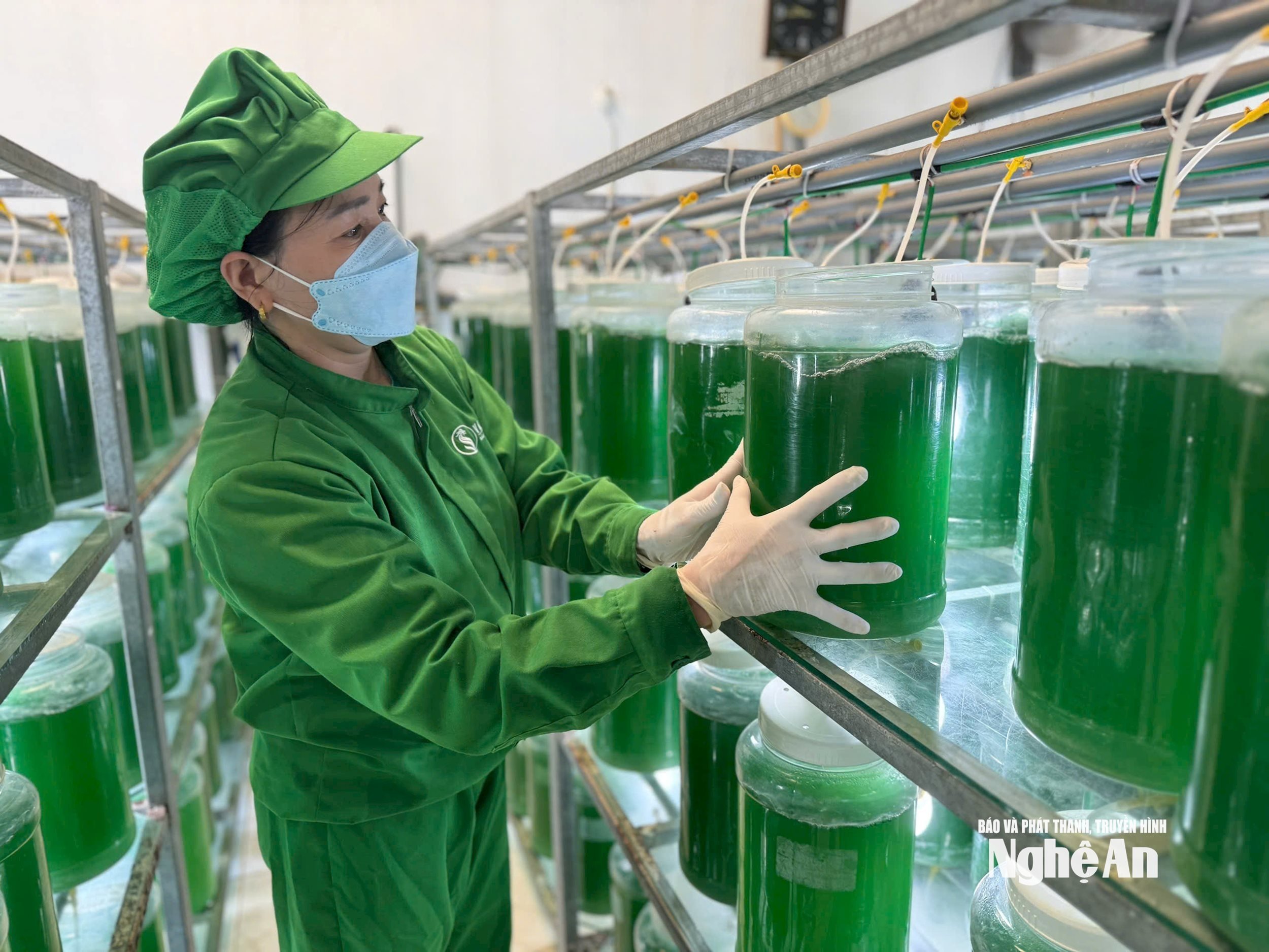 ស្ពីរូលីណា