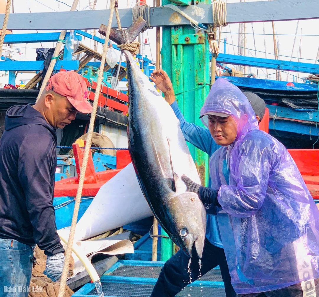 Perahu nelayan penangkap ikan tuna berlabuh di Pelabuhan Perikanan Dong Tac.