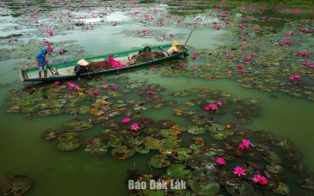 ផ្កាឈូកនៅលើបឹង Lak បាននិងកំពុងរួមចំណែកក្នុងការបង្កើតភាពលេចធ្លោទាក់ទាញភ្ញៀវទេសចរឱ្យមកទស្សនា និងទទួលបានបទពិសោធន៍។ រូបថត៖ ទួននិញ