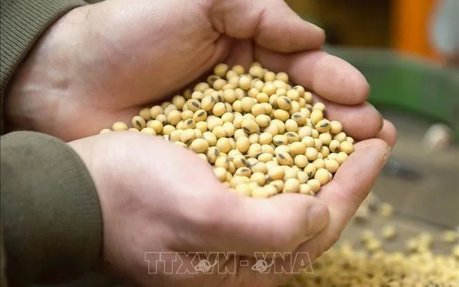 Sản phẩm đậu tương thu hoạch tại một trang trại ở Iowa (Mỹ). Ảnh tư liệu: EPA/TTXVN