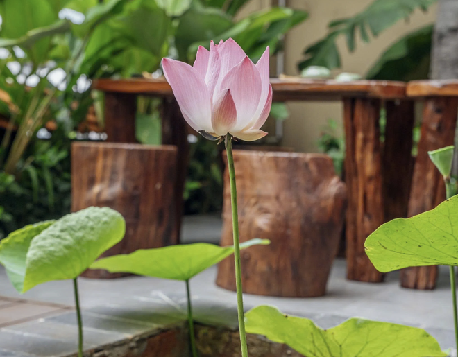 Ngày mai TP.HCM có lễ hội ẩm thực chay: Kỷ lục 200 món chay từ sen - Ảnh 3.