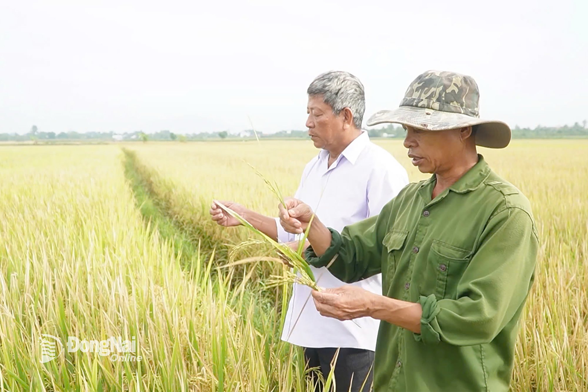 Ren risodlingsmodell i Song Ray kommun.