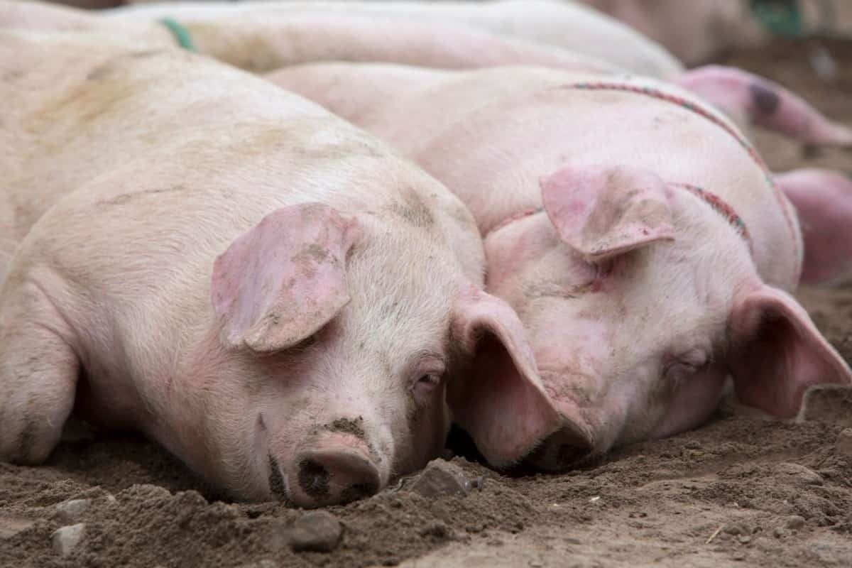 Pig price today 10/31 Northern region decreased simultaneously, Southern and Central regions were average.