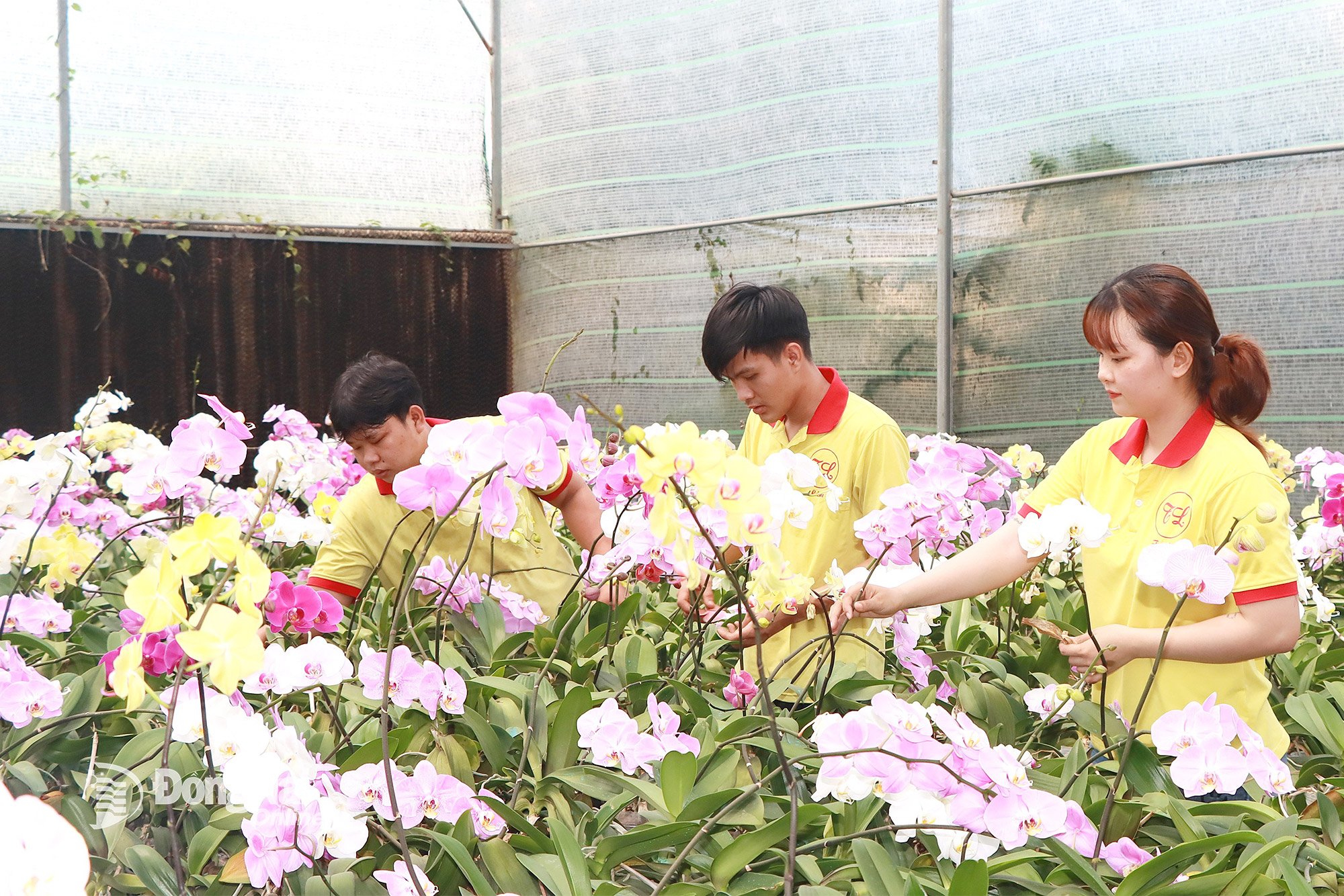 Thien Lan Phalaenopsis Orchid Facility (Tran Bien Ward) har alltid blomster for å møte kundenes behov.