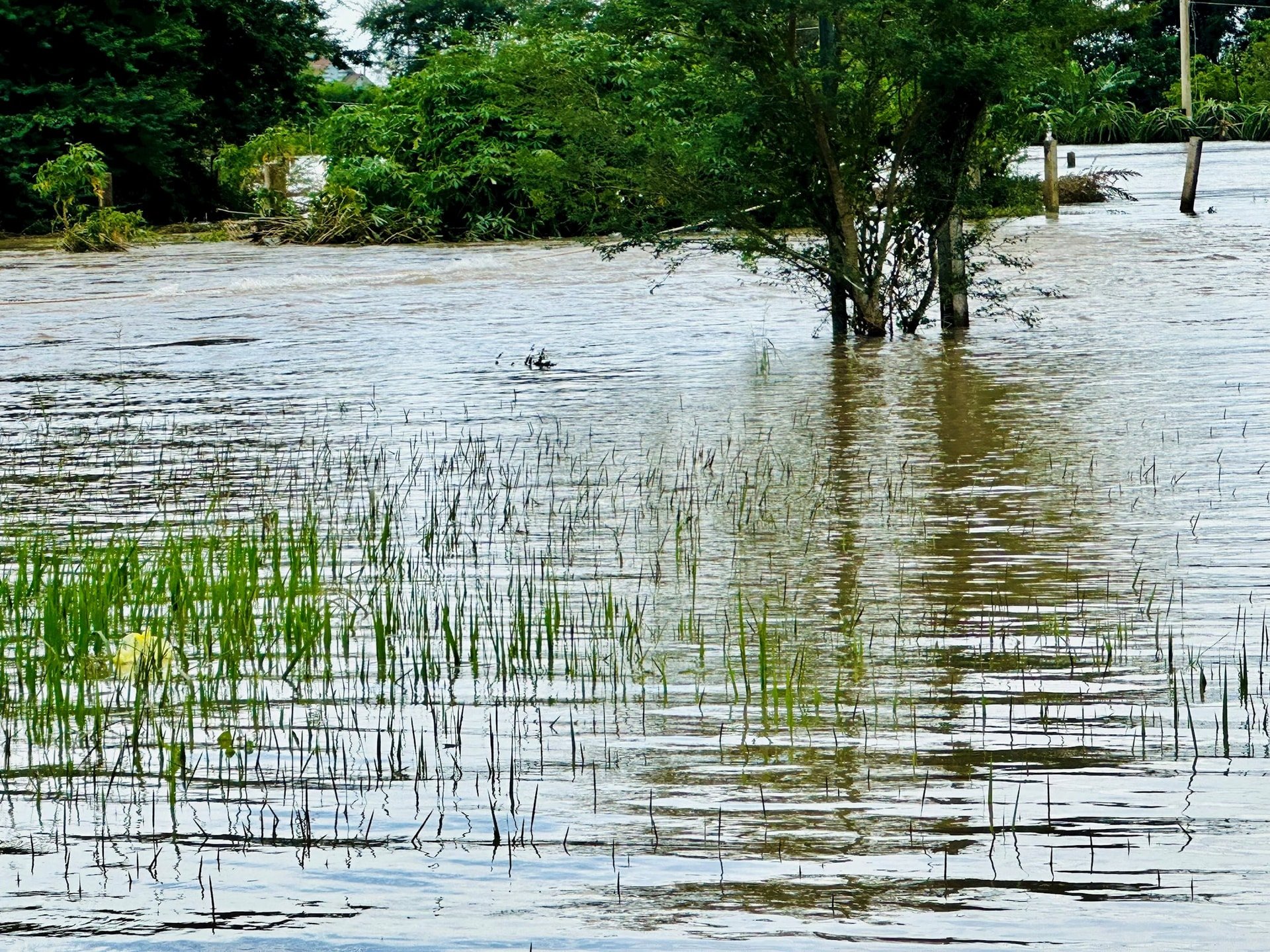 นาข้าวถูกน้ำท่วมเสียหายไปเป็นจำนวนมาก