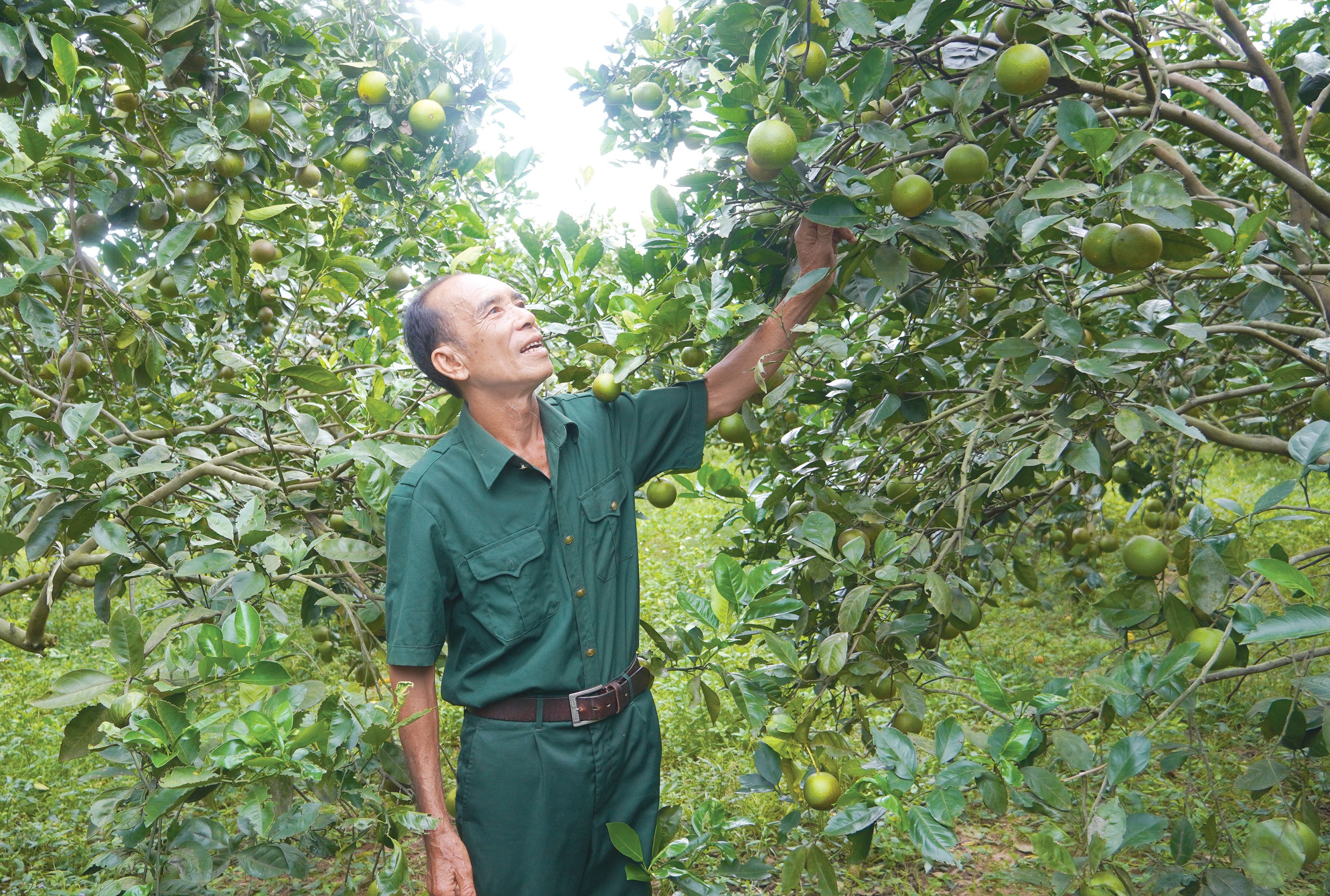 Grădina de portocali a domnului Be Van Mai aduce venituri de miliarde de dolari în fiecare an - Foto: X.V.