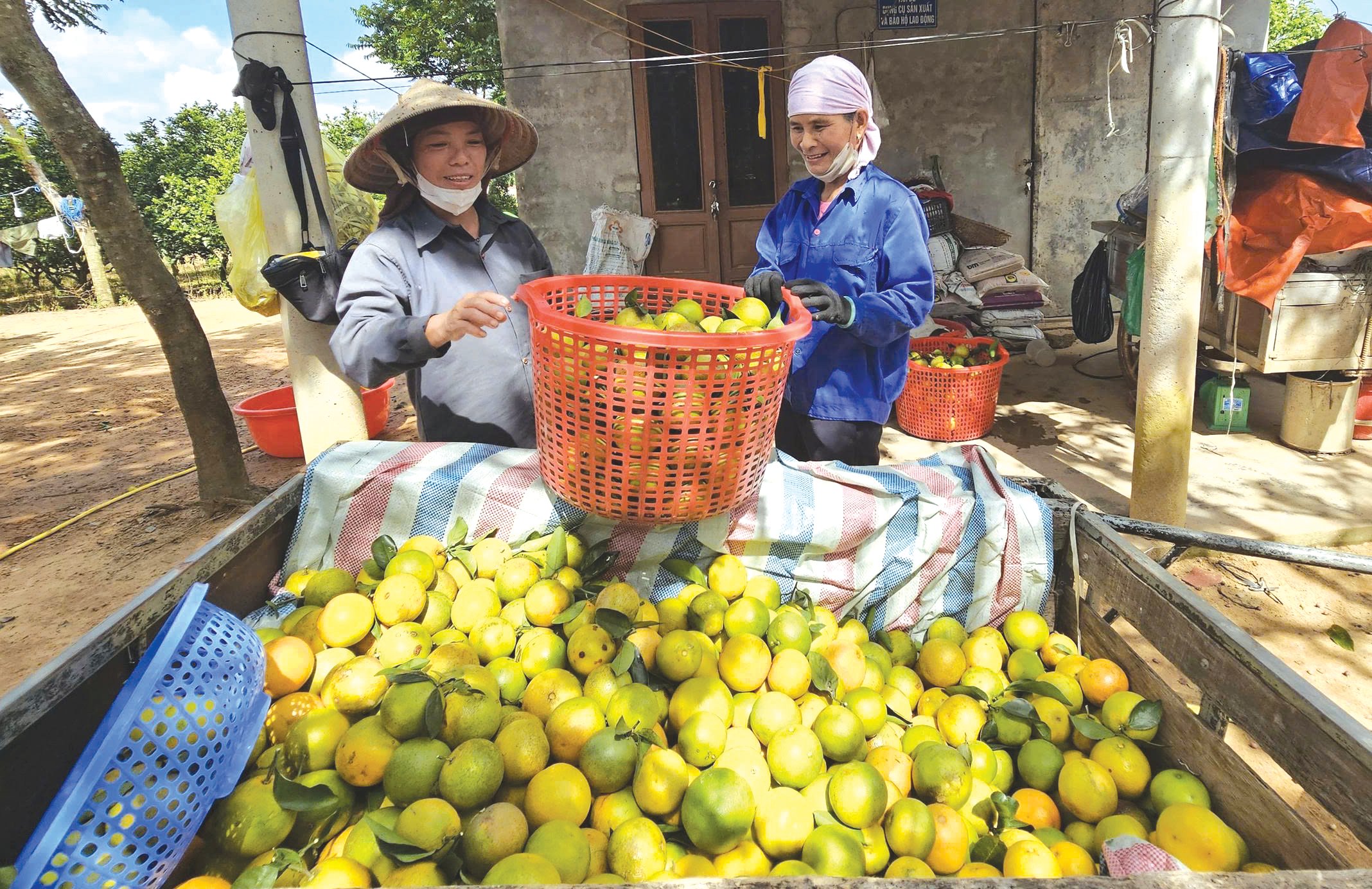Portocalele domnului Mai sunt cultivate organic, așa că comercianții vin în grădină să le cumpere - Foto: X.V.