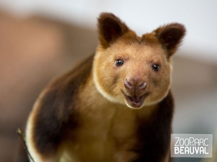 ໃນ brink ຂອງການສູນພັນ. ການລ່າສັດ ແລະການຕັດໄມ້ທຳລາຍປ່າໄດ້ຫຼຸດລົງຢ່າງຫຼວງຫຼາຍຂອງນົກກະຈອກຕົ້ນໄມ້ Goodfellow ທີ່ຍັງເຫຼືອ, ເຊິ່ງຖືກຈັດປະເພດເປັນ “ສັດປ່າທີ່ໃກ້ຈະສູນພັນ” ໂດຍອົງການ IUCN. ຮູບພາບ: Pinterest. Đang trên bờ tuyệt chủng. Nạn săn bắt và phá rừng khiến số lượng cá thể chuột túi cây Goodfellow còn lại giảm mạnh, được IUCN xếp vào nhóm “Cực kỳ nguy cấp”. Ảnh: Pinterest.