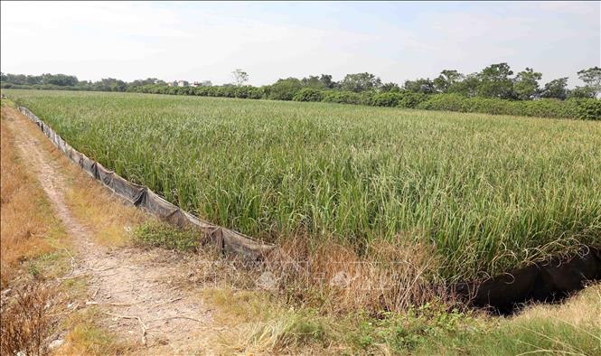 ছবির ক্যাপশন