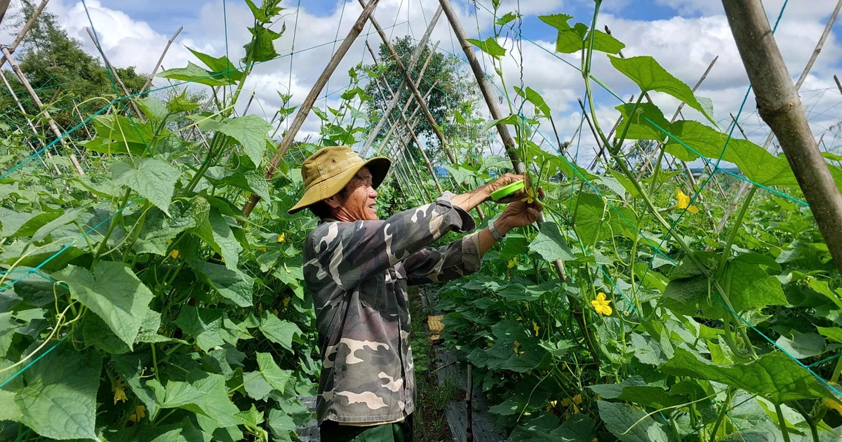Giá rau xanh tăng, nông dân khu vực Tây Gia Lai vẫn kém vui