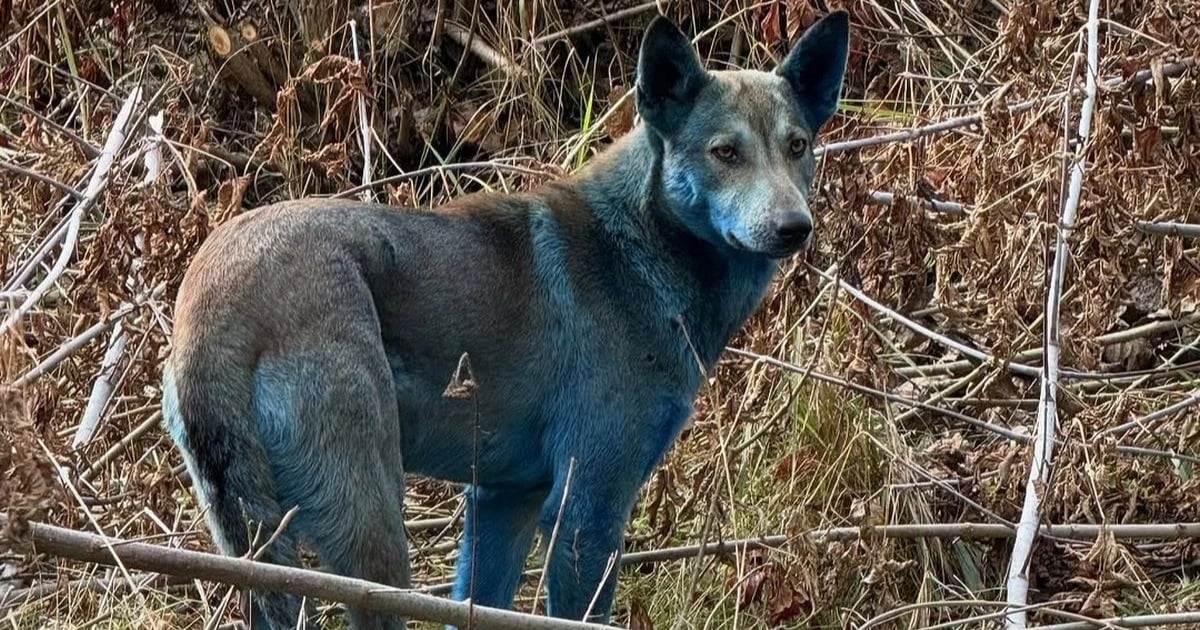 Chó ở vùng cấm Chernobyl đổi màu lông thành xanh sáng