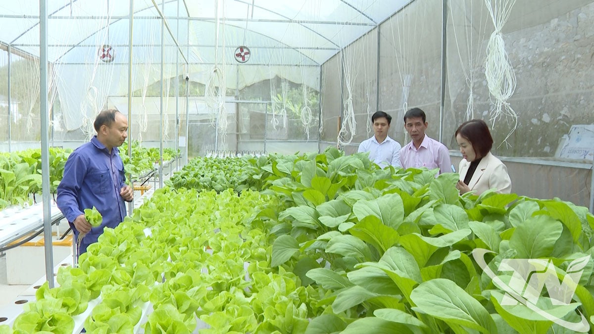 Den hydroponiska modellen för grönsaksodling bidrar till att förbättra produktiviteten, produktkvaliteten och ge människor hög ekonomisk effektivitet.