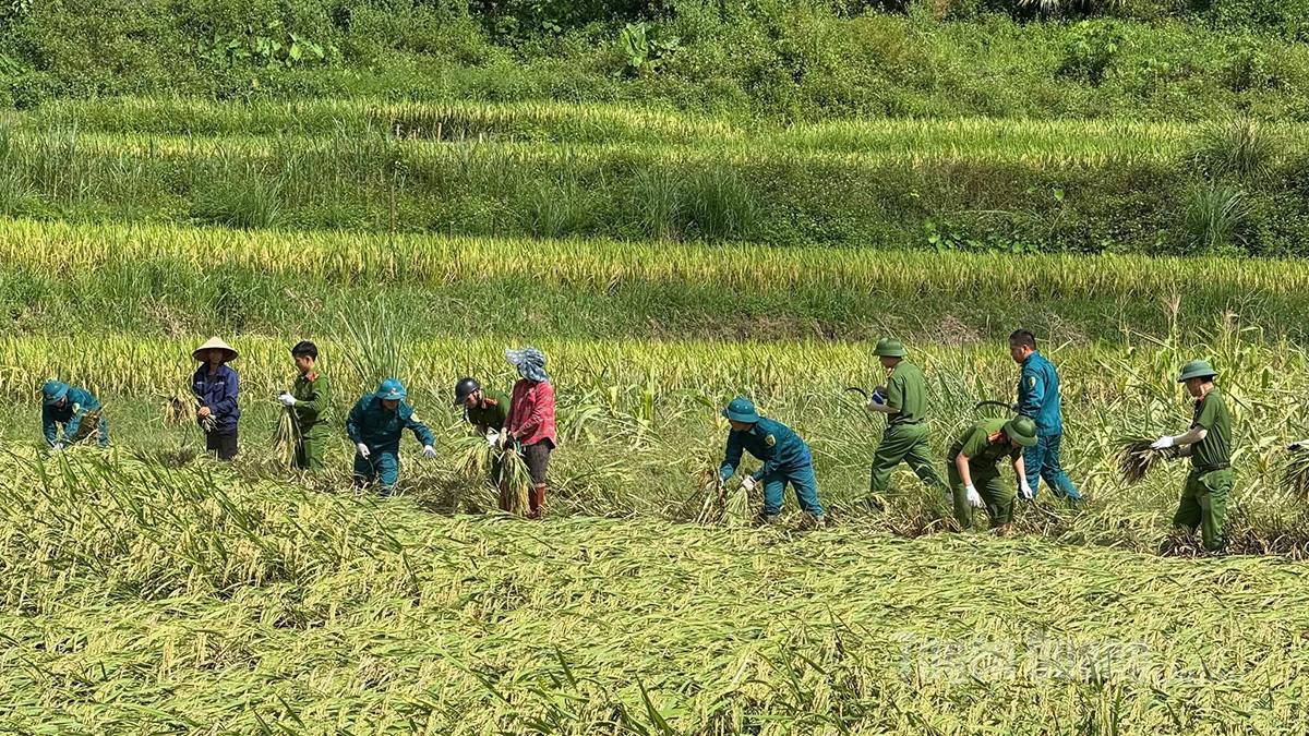 Cơn bão số 10 đã gây thiệt hại nặng nề về lúa, hoa màu trên địa bàn tỉnh.