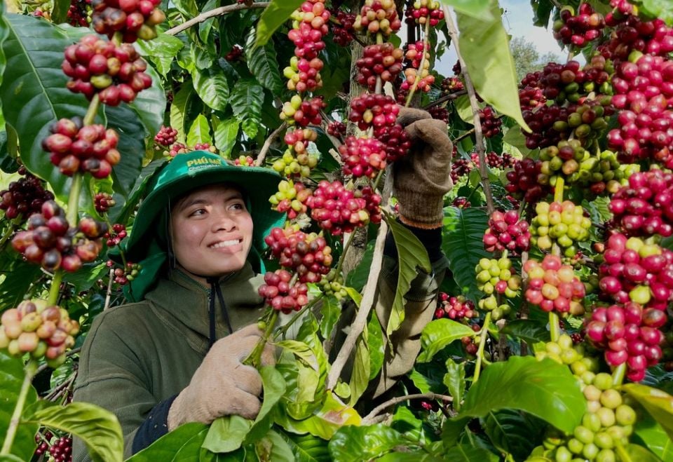 តម្លៃផលិតផលកសិកម្មថ្ងៃទី 29 ខែតុលា ឆ្នាំ 2025៖ កាហ្វេធ្លាក់ចុះ ម្រេចនៅតែស្ថិតក្នុងកម្រិតខ្ពស់