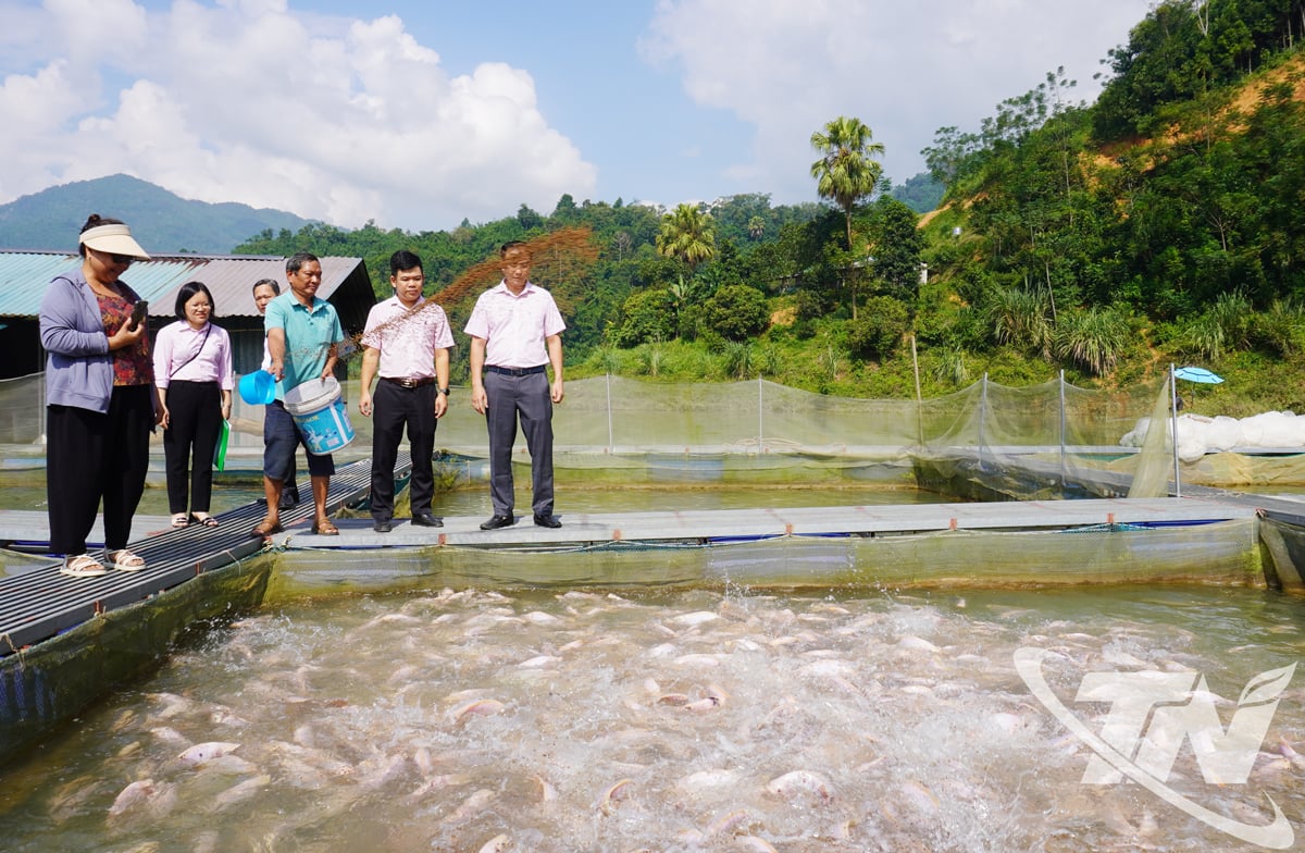 មន្ត្រីនៃធនាគារគោលនយោបាយសង្គម Thai Nguyen បានទៅទស្សនាគំរូចិញ្ចឹមត្រីក្នុងទ្រុងរបស់លោក Nguyen Nam Hoan នៅតំបន់បឹង Nam Cat ឃុំ Phong Quang។