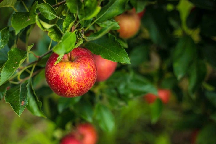 Zubní lékaři radí, jak si vybrat správný způsob konzumace ovoce, abyste předešli zubnímu kazu - Foto 1. ngừa sâu răng - Ảnh 1.