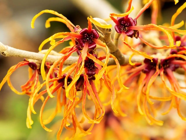 Bật mí thành phần ‘dịu nhẹ, lành tính’ mà chăm sóc da mụn hiệu quả trong Trioderma- Ảnh 5. Bật mí thành phần ‘dịu nhẹ, lành tính’ mà chăm sóc da mụn hiệu quả trong Trioderma- Ảnh 5.