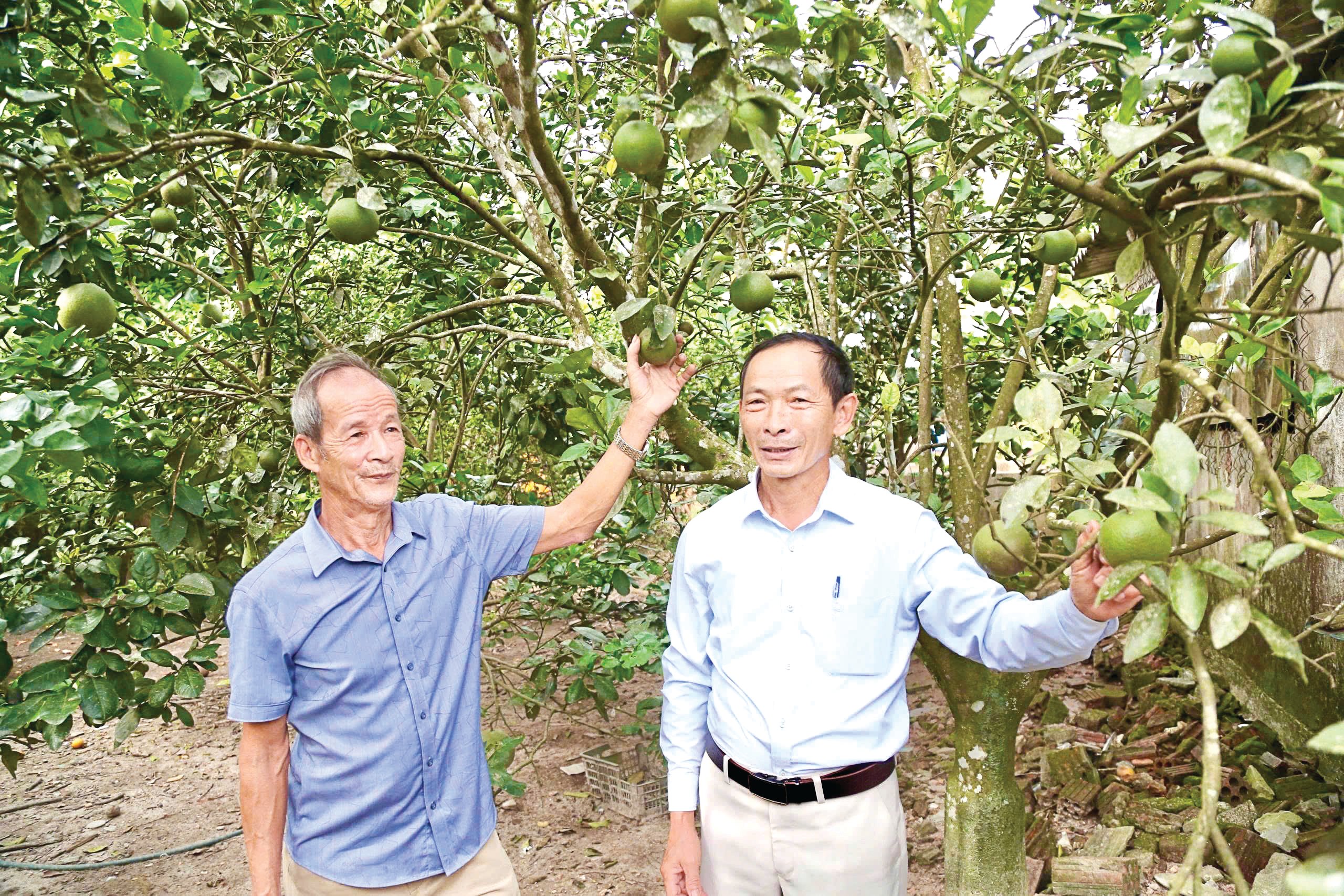 Mô hình vườn mẫu NTM của ông Nguyễn Văn Thi (bên trái) được nhiều người đến tham quan, học hỏi kinh nghiệm - Ảnh: M.Đ