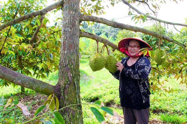 Впровадити встановлення кодів зростаючих регіонів, які відповідають суворим вимогам внутрішнього ринку споживання та країн-імпортерів.