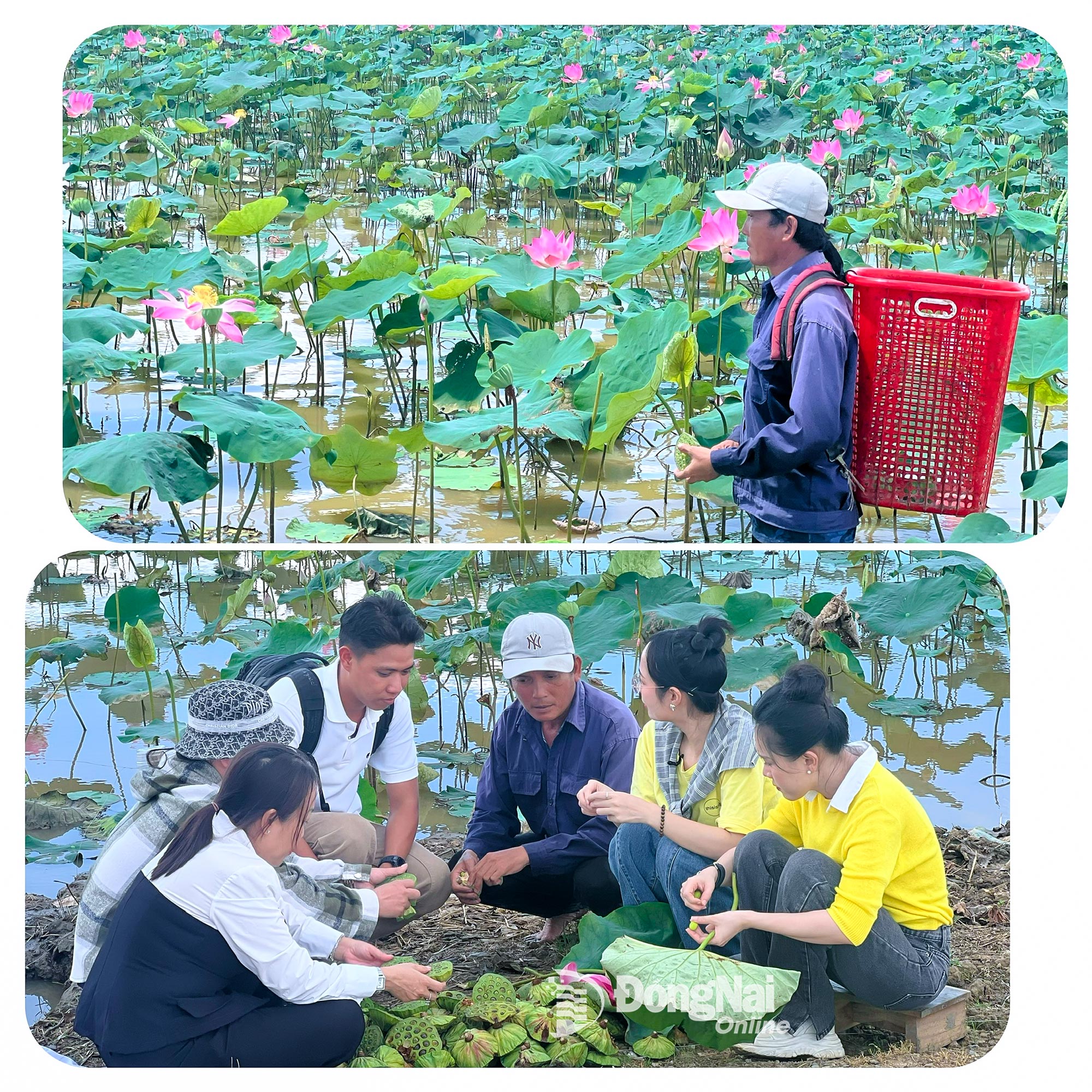 Ở Phú Hòa, sen không chỉ tô đẹp làng quê mà còn giúp người nông dân tăng thêm thu nhập, gìn giữ nghề truyền thống gắn bó bao đời. Ảnh: Thanh Thùy