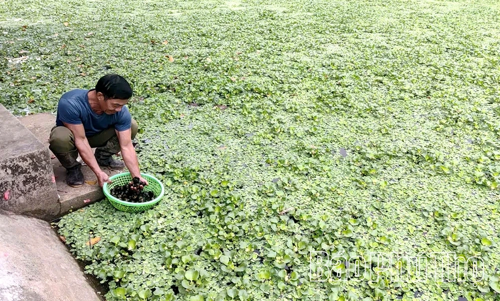 Hien Luong: Eficacitatea conversiei structurii culturilor și a animalelor