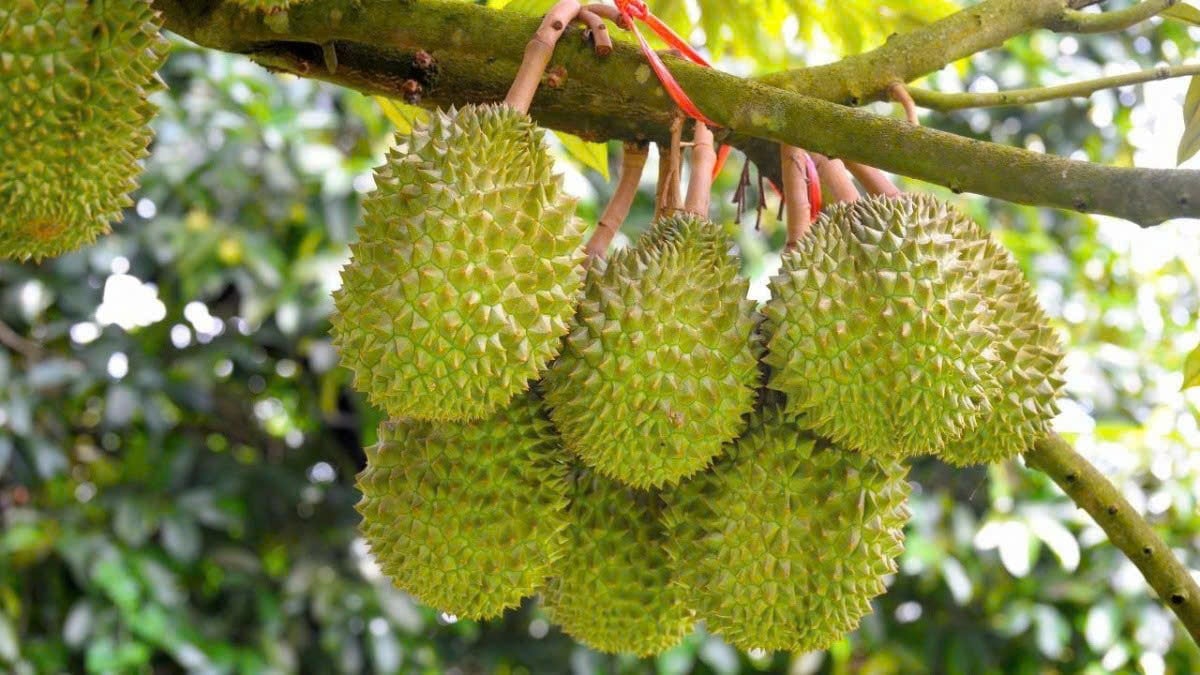 Durian price today October 31st recorded a slight decrease of 3000-5000 VND/kg