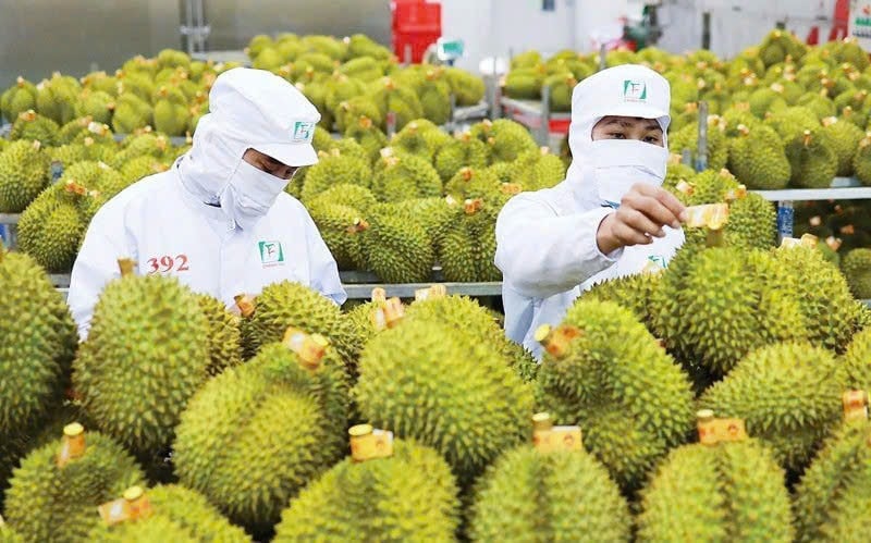 Durian price today October 31st recorded a slight decrease of 3000-5000 VND/kg