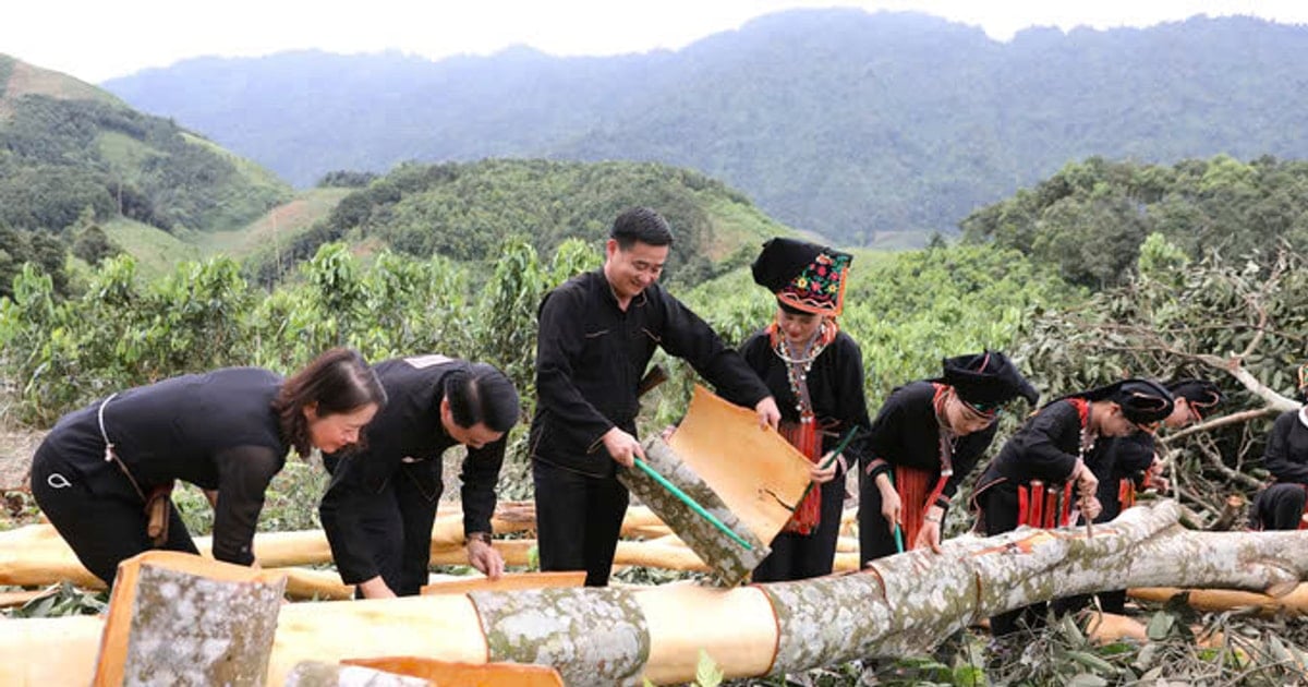 Khát vọng vươn tầm của “thủ phủ” quế Lào CaiBài 1: Kỳ vọng bứt phá kinh tế từ cây quế