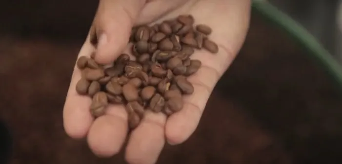 Cà phê chim Jacu - “Viên ngọc quý” giữa bão thuế quan  - Ảnh 2.