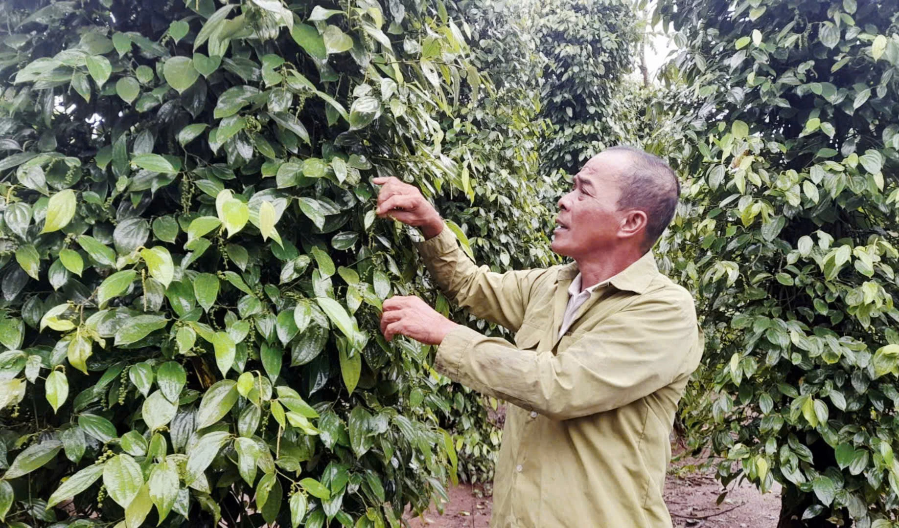 Ông Nẫm chăm sóc vườn tiêu - Ảnh: K.S