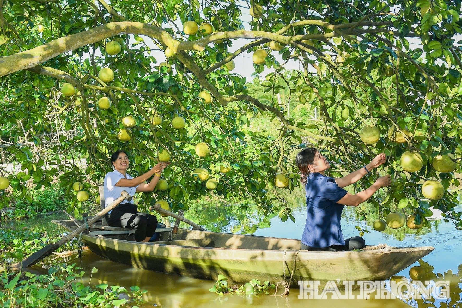 ការប្រមូលផលនៃរដូវក្តៅ-ផ្លែឈើ(1).jpg