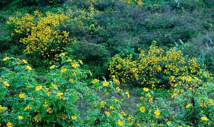 រួមជាមួយនឹងផ្កា rapeseed ពណ៌លឿងនៃផ្កាឈូករ័ត្នព្រៃ រួមចំណែកធ្វើឱ្យភាពស្រស់ស្អាតនៃខ្ពង់រាប Moc Chau (Son La) ក្នុងរដូវរងារ។ (រូបថត៖ ម៉ៃ)