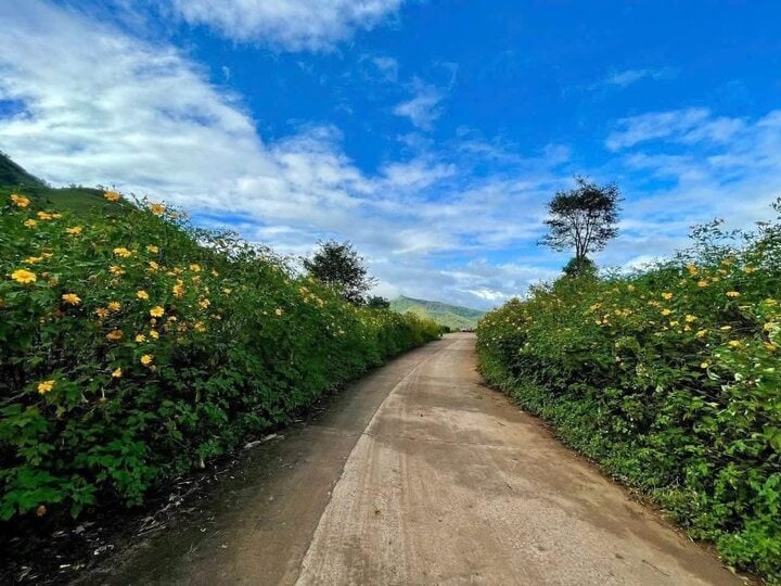 ភ្ញៀវទេសចរណ៍មកពីទីក្រុងហាណូយដែលចង់ទស្សនាផ្កាឈូករ័ត្នព្រៃនៅម៉ាងឌិន អាចសំដៅទៅកាន់ទីក្រុងហាណូយ - ប៊ុនម៉ាធឿត - កូនទុំ - ម៉ាងឌិន - ផ្លេគុ ដំណើរកម្សាន្ត 4 ថ្ងៃ 3 យប់ តម្លៃចាប់ពី 6.49 - 7.19 លានដុង/ម្នាក់។ តម្លៃរួមបញ្ចូលថ្លៃសំបុត្រយន្តហោះ។ (រូបថត៖ VinWonders)